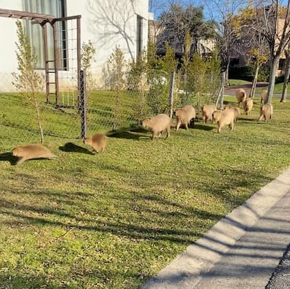 Los carpinchos se mueven en manada por Nordelta