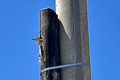 Los carpinteros pueden armar sus nidos en las maderas adheridas a los postes de cemento