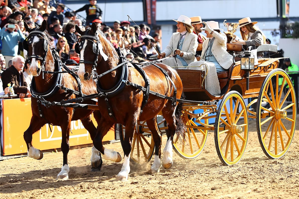 Los carruajes de época, una pasión de Mariana Dasso, que participa de competencias