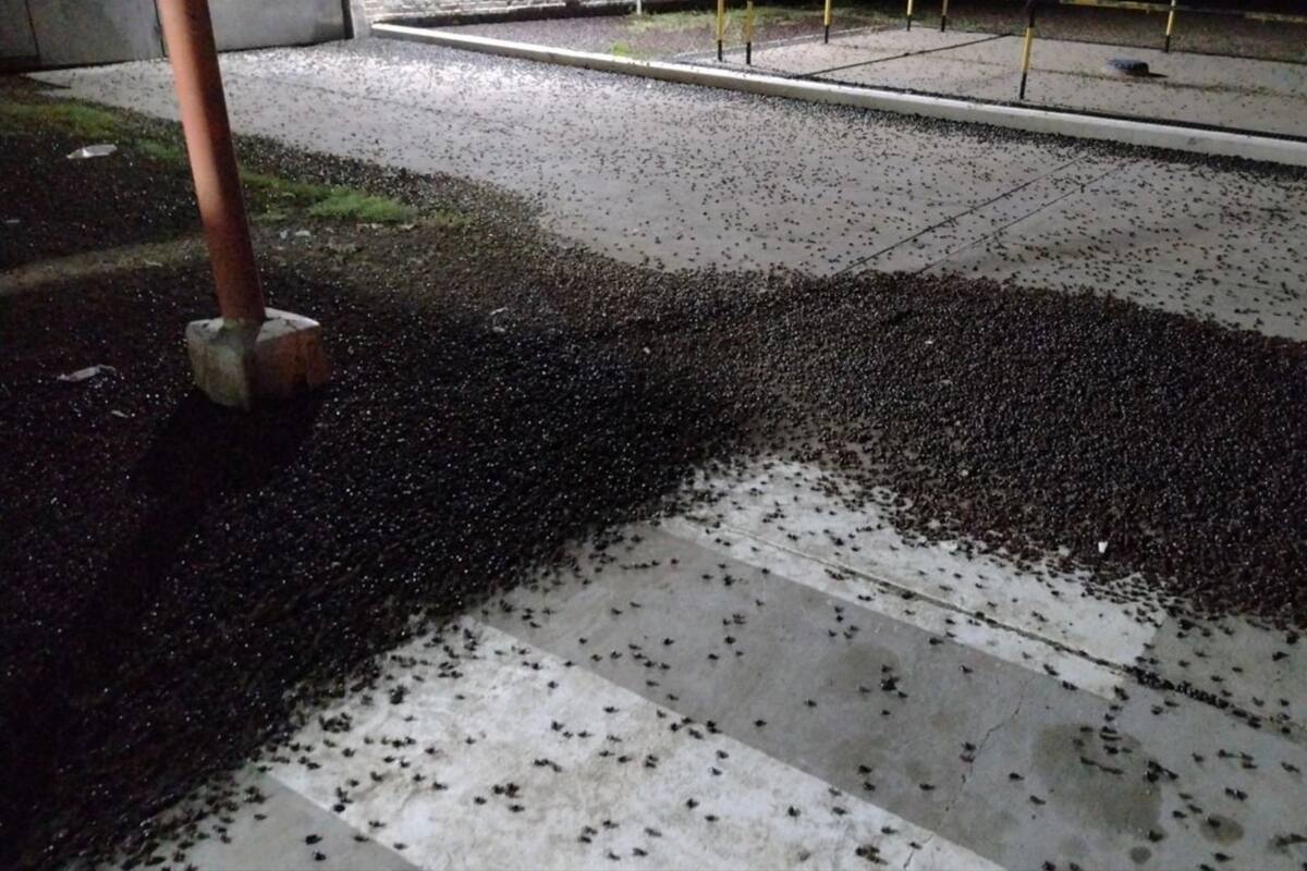 Los cascarudos invadieron todo: parques, plazas y piletas