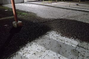 Los cascarudos invadieron todo: parques, plazas y piletas