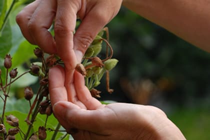 Los caseros recibirán un 7 por ciento de aumento en mayo