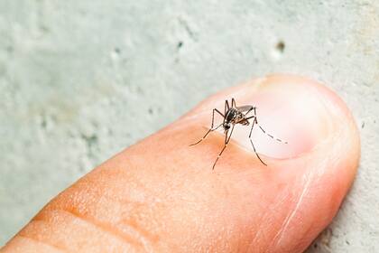 Los casos de dengue crecen en el país y es importante conocer cómo prevenir esta enfermedad