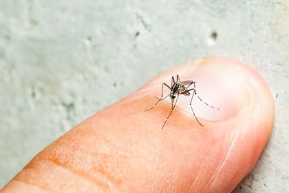 Los casos de dengue crecen en el país y es importante conocer cómo prevenir esta enfermedad