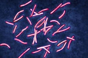 Los casos de tuberculosis (visto en la imagen) han aumentado en Reino Unido y en todo el mundo a medida que la enfermedad aumenta su resistencia a los antibióticos.