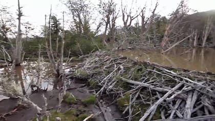Los castores construyeron más de 70 mil diques y cambiaron el ecosistema