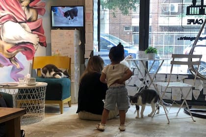 Los cat café se expanden a lo largo del mundo mediante diferentes formatos