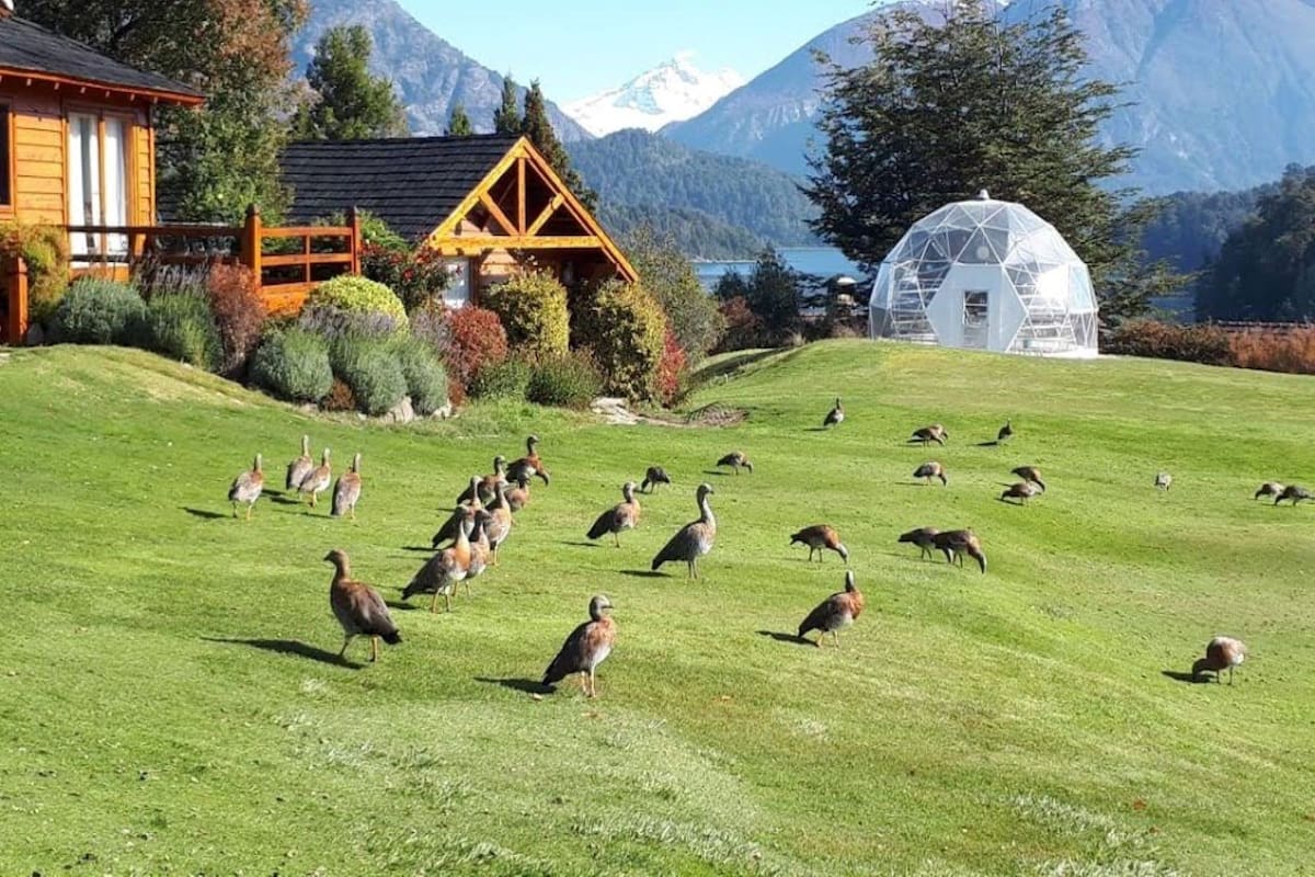 Los cauquenes se adueñaron de los jardines del Llao Llao en BAriloche