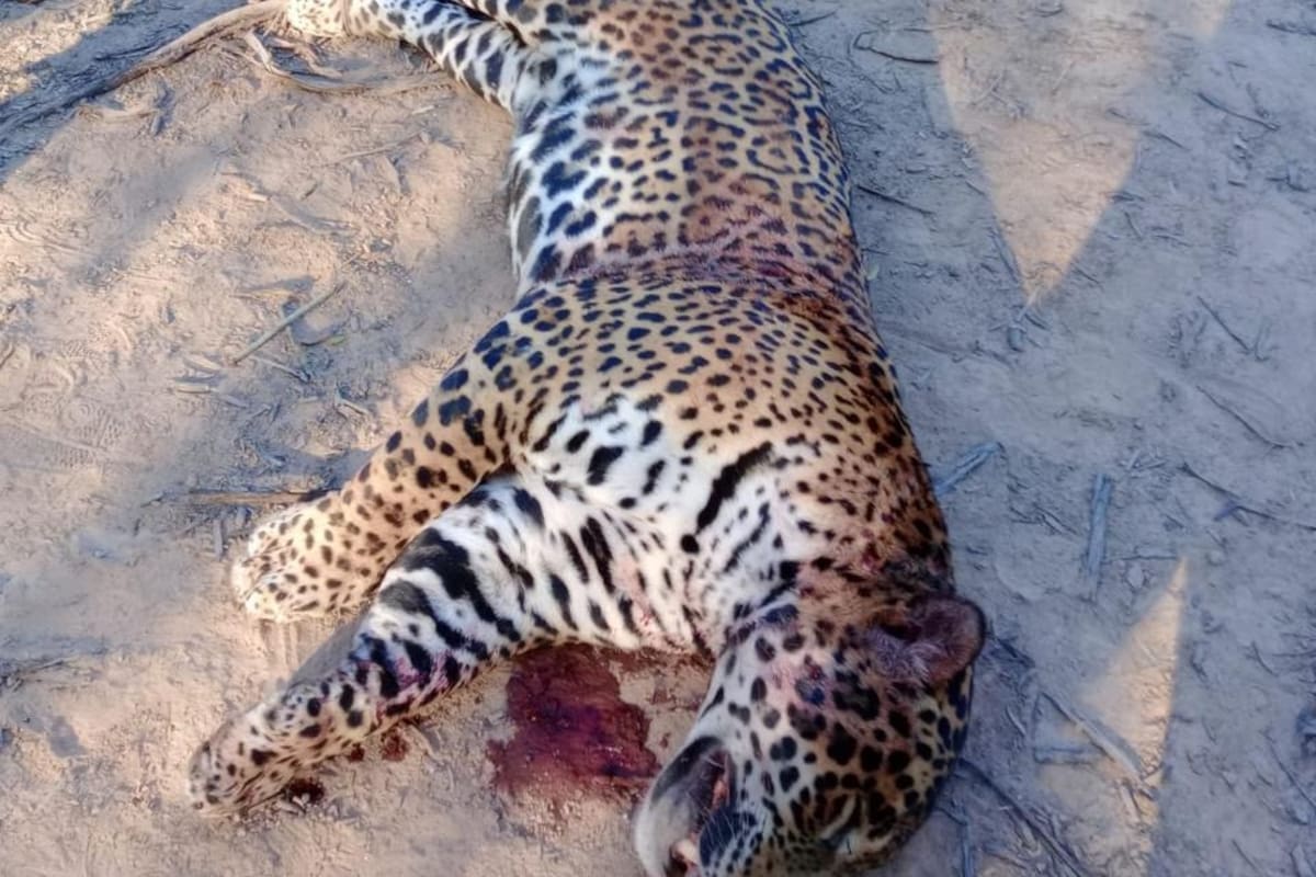 Los cazadores difundieron fotografías de la matanza