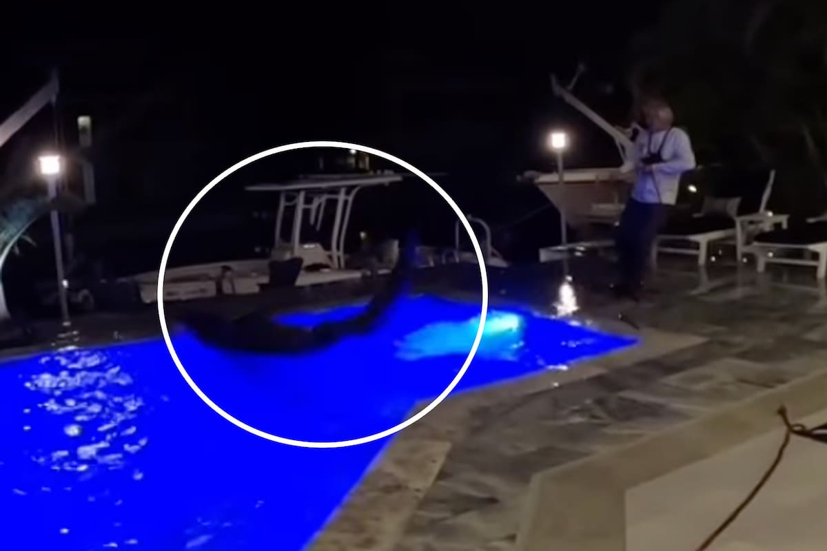 Los cazadores lucharon contra el caimán para capturarlo y sacarlo de la casa en Florida