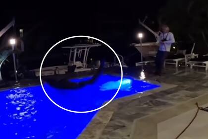 Los cazadores lucharon contra el caimán para capturarlo y sacarlo de la casa en Florida