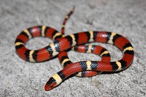 Los CDC brindaron una serie de recomendaciones de lo que hay que hacer ante una mordida de serpiente