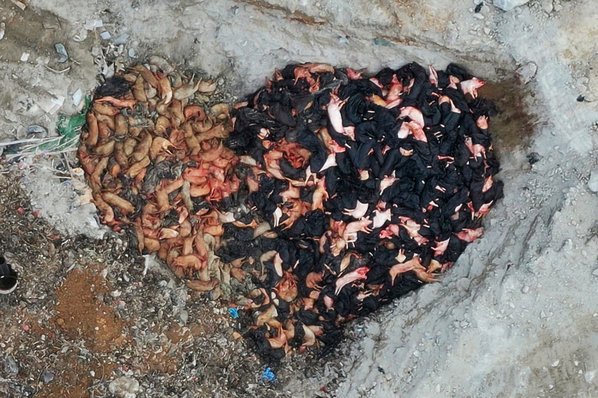 Los cerdos muertos se envuelven en bolsas de plástico y se envían a un relleno sanitario después de ser sacrificados por el gobierno en Hong Kong, el martes 14 de mayo de 2019. Se detectó un caso de peste porcina africana en un matadero de Hong Kong, lo que provocó el sacrificio de los 6.000 cerdos