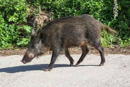 Los cerdos salvajes pueden llegar a tener comportamientos agresivos si se sienten amenazados