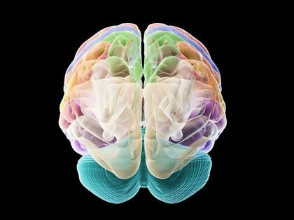 Los cerebros de las mujeres parecen tener una mayor "reserva cerebral" que los cerebros de los hombres