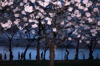 Los cerezos de Washington alcanzan su punto máximo de floración y tiñen de rosa a la capital de EE.UU.