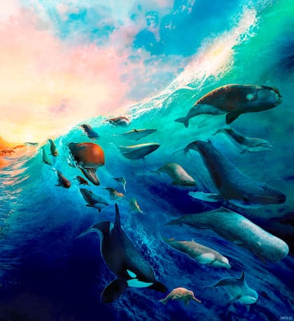 Los cetáceos pasaron de ser animales cuadrúpedos terrestres a totalmente acuáticos, como las ballenas, delfines y marsopas.