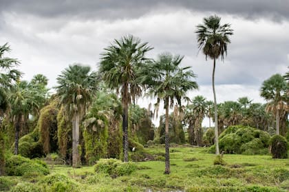 Los champales, bosques inundados de troncos secos y enredaderas, son una de las postales más fascinantes del Bañado La Estrella