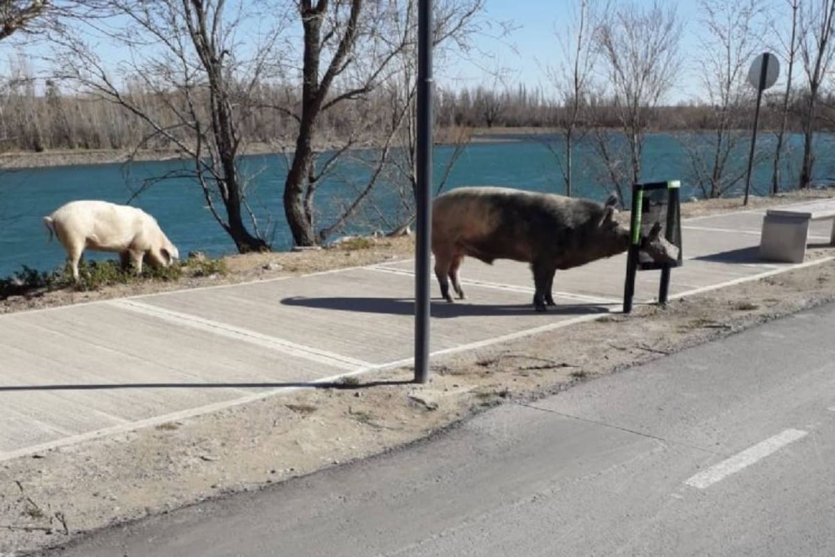 Los chanchos aparecieron el sábado en el Paseo de la Costa de la ciudad de Neuquén