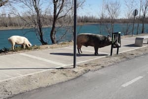 Los chanchos aparecieron el sábado en el Paseo de la Costa de la ciudad de Neuquén