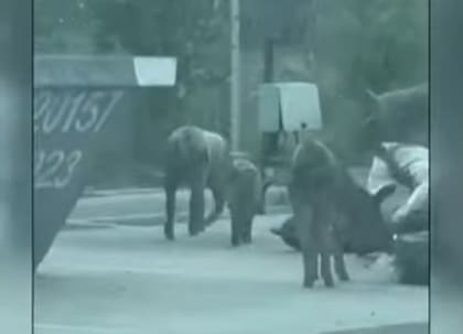 Los chanchos hurgando residuos en Nordelta.