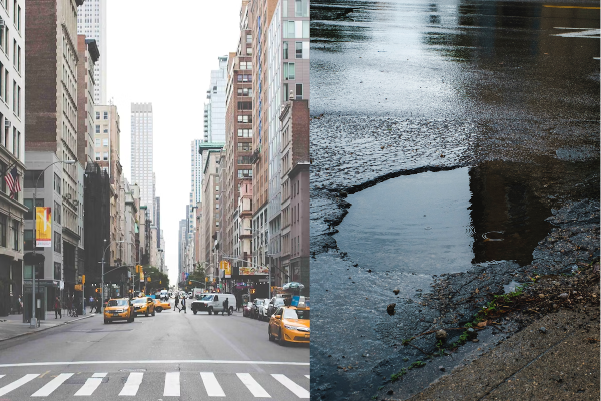 Los charcos en Nueva York son de lo más común, pero albergan secretos microscópicos