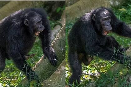 Los chimpancés se comunican a larga distancia a través del tamborileo (Foto:Adrián Soldati)
