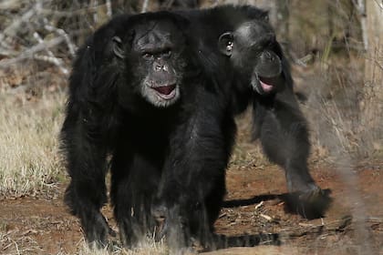 Los chimpancés también emiten sonidos de risa durante el juego, con un patrón rítmico similar al de los humanos, según el estudio