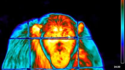 Los chimpancés y gorilas en santuarios sufren estrés cuando son rescatados de circunstancias traumáticas