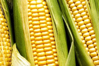 Los choclos, dentro de la heladera, conservan su dulzura.