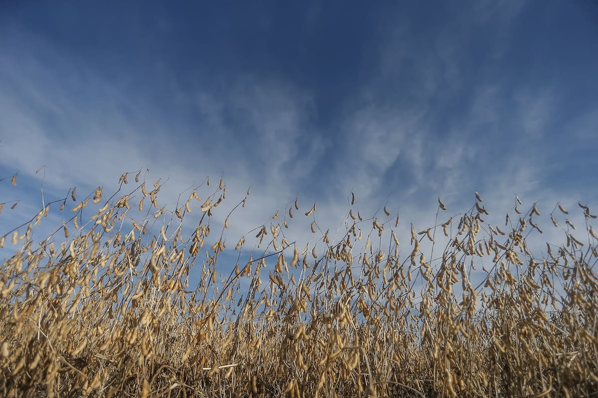 Los ciclos cortos permitieron mejorar la performance de la soja