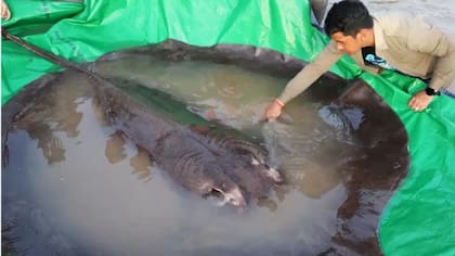 Los científicos afirman que la raya encontrada es el pez de agua dulce más grande jamás documentado.