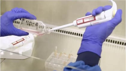Los científicos comienzan con una donación normal de medio litro de sangre (alrededor de 470 ml)