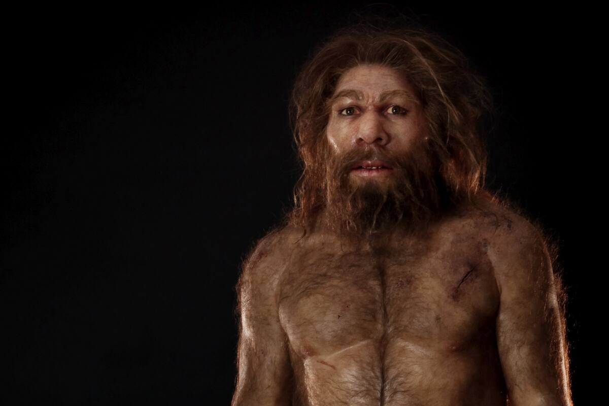 Los científicos confirmaron su origen africano, la debilidad de su fertilidad y su susceptibilidad a las infecciones víricas