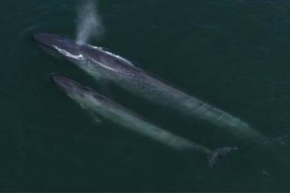 Los científicos creen que las ballenas azules pueden reproducirse en las aguas alrededor de las Seychelles