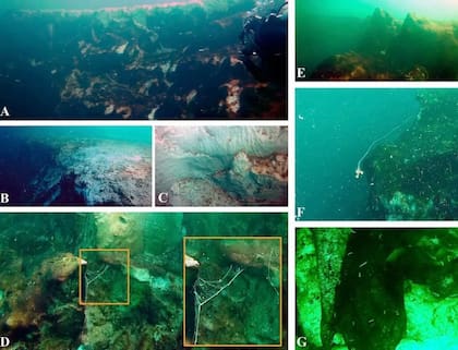 Los científicos creen que podría revelar una red de cuevas y túneles en el que podrían vivir animales desconocidos hasta el momento
