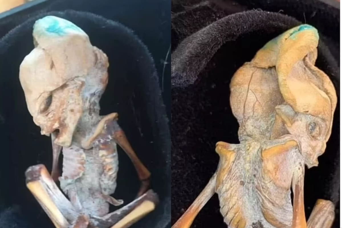 Los científicos dan su veredicto sobre el “alienígena” que sorprendió al mundo