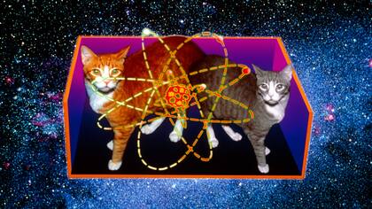 Los científicos de la Universidad de Yale hallaron una forma no solo de predecir el estado del famoso gato, sino de salvarlo.