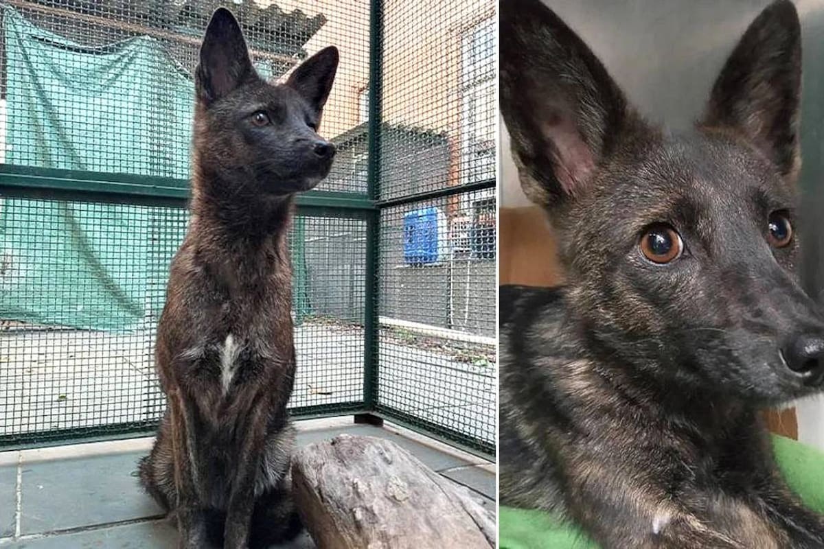 Los científicos descubrieron que Dogxim era la primera hibridación documentada entre un perro doméstico y un zorro de las pampas