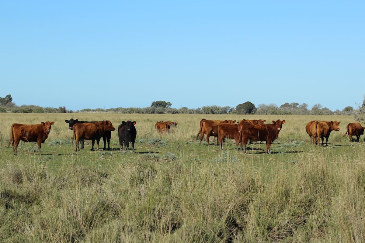 Los científicos descubrieron que “excluir el pastoreo por más de tres años, disminuyó a la mitad la biomasa de raíces”