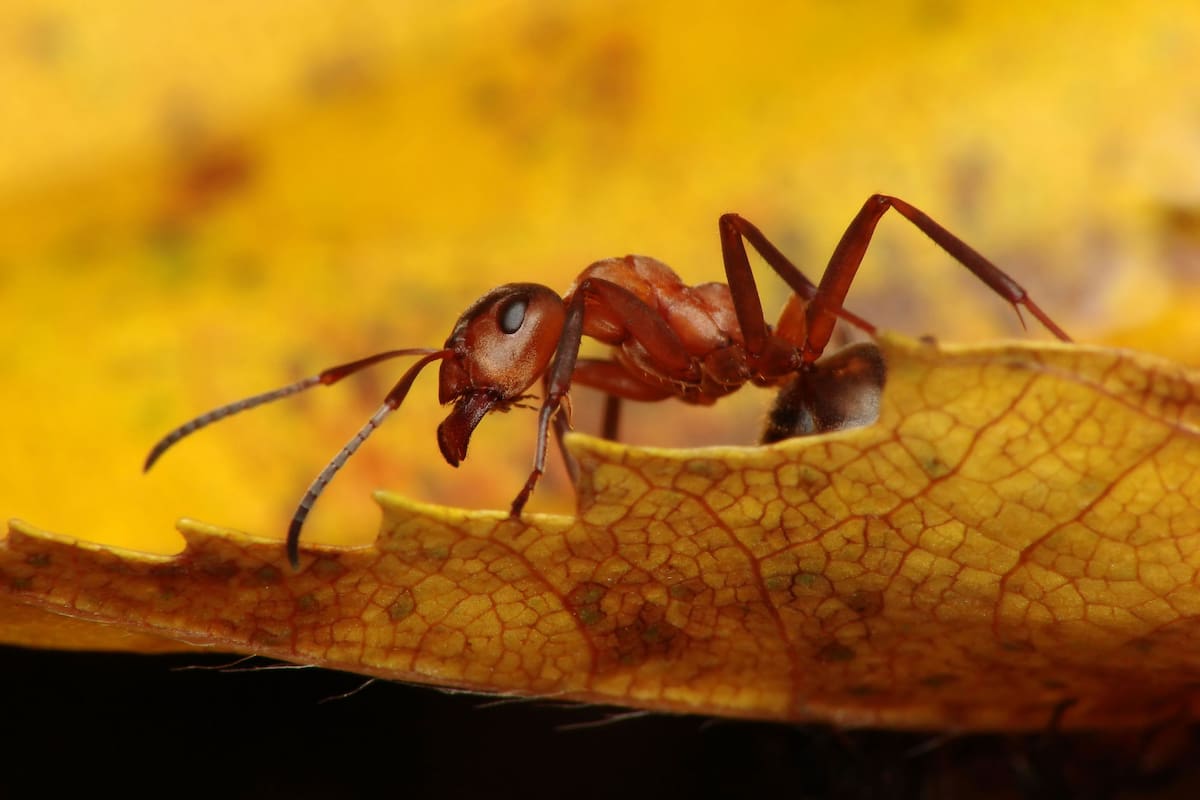 Los científicos descubrieron que la colonia de hormigas había crecido en número, a pesar de que no había una fuente de alimento obvia, ni calor ni luz. ¡Ahora había al menos un millón de hormigas viviendo en el búnker!