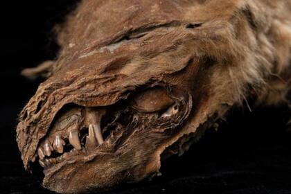 Los científicos descubrieron que vivió y murió hace entre 56.000 y 57.000 años. Crédito: Gobierno de Yukón