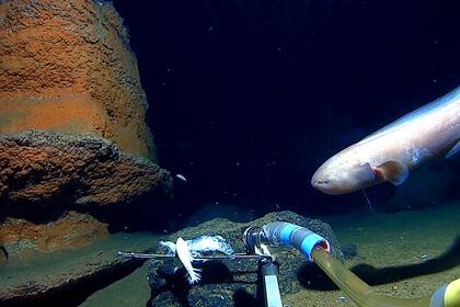 Los científicos encontraron una gran cantidad de vida en lo más profundo del océano