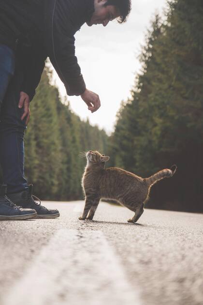 Los científicos franceses descubrieron que los gatos responden mejor a los gestos que a las expresiones vocales