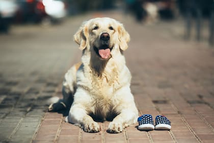 Los científicos han descubierto, por ejemplo, que algunos fármacos GLP-1 para humanos también pueden reducir el apetito, mejorar el control de la glucosa y provocar pérdida de peso en gatos y perros