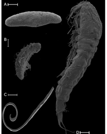 Los científicos han encontrado varias especies de nematodos en la mina de oro Beatrix de Sudáfrica