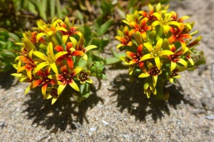 Los científicos han encontrados un gran número de especies de plantas endémicas