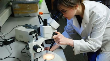 Los científicos hicieron análisis de isótopos para diferenciar los esqueletos de los aprendices enviados a las fábricas de los restos de niños locales