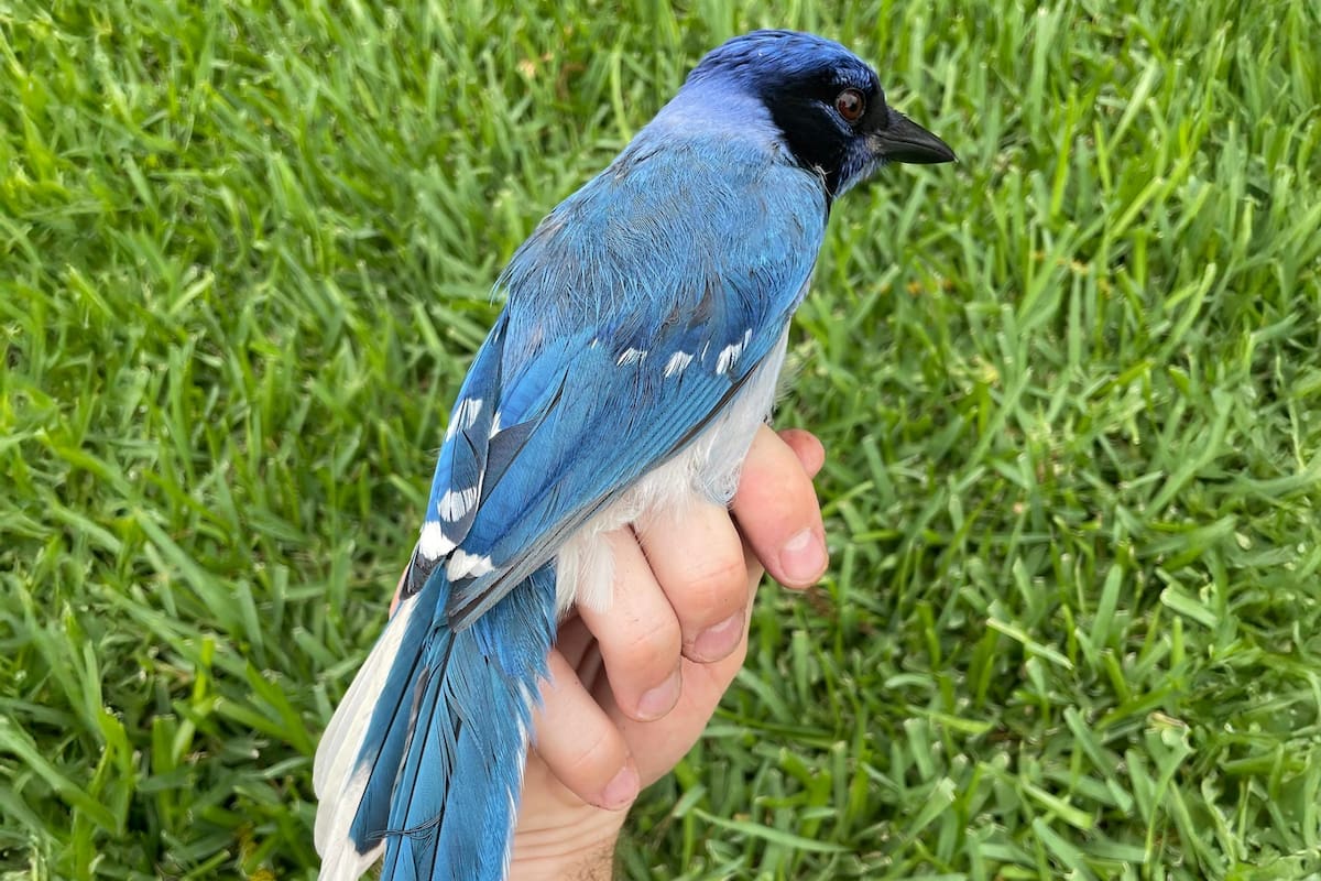 Los científicos identificaron el primer vertebrado observado que se hibridó como consecuencia de la expansión de los territorios del arrendajo azul y verde, impulsada por el cambio climático