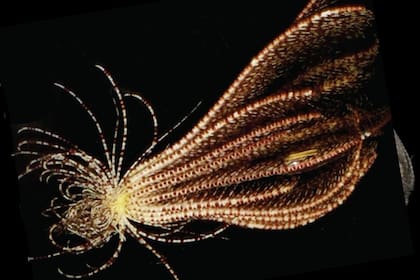 Los científicos identificaron un total de cuatro nuevas especies de criaturas marinas en la región de Antártida